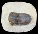 Paralejurus Trilobite Fossil - Foum Zguid, Morocco #53212-2